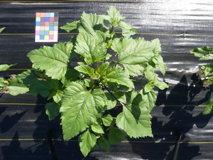 planttop