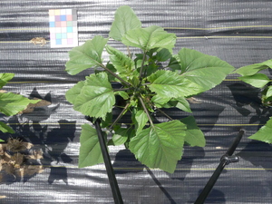 planttop