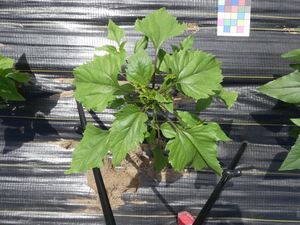 planttop