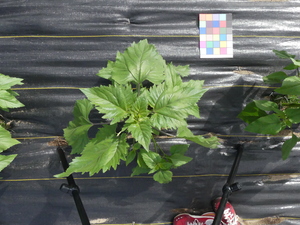 planttop