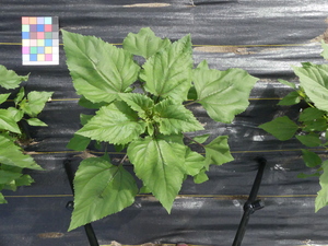 planttop