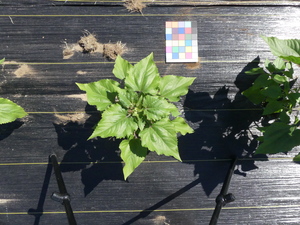 planttop