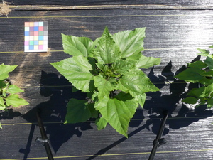 planttop