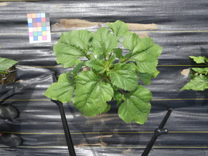 planttop