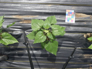 planttop