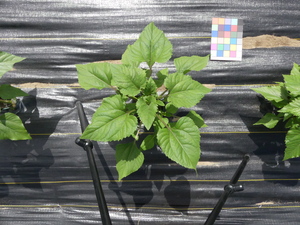 planttop