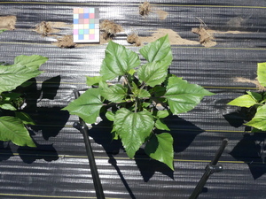 planttop