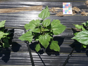 planttop