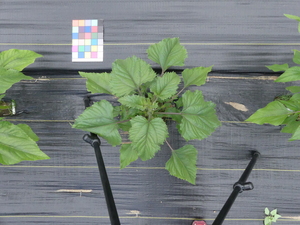 planttop