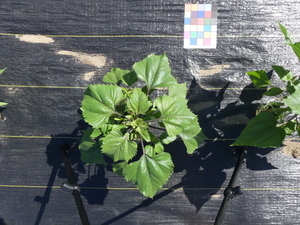 planttop
