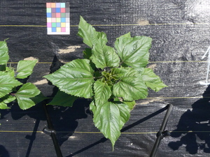 planttop