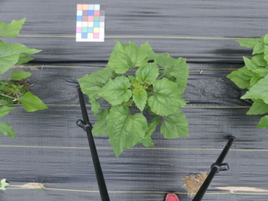 planttop