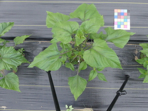 planttop