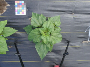 planttop