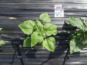 planttop