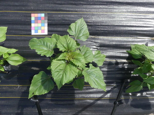 planttop