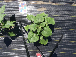 planttop