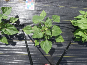 planttop