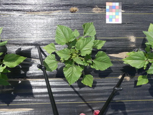 planttop