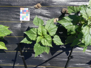 planttop
