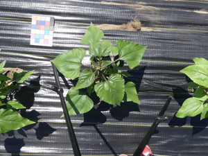 planttop