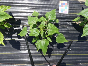 planttop