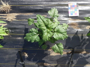 planttop