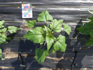 planttop