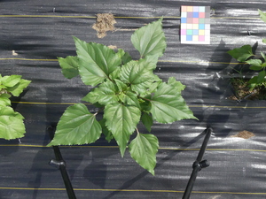 planttop
