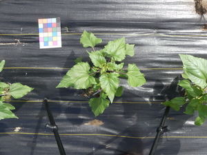 planttop
