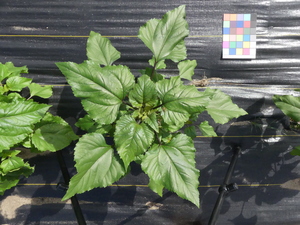 planttop