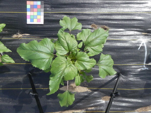 planttop