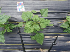 planttop