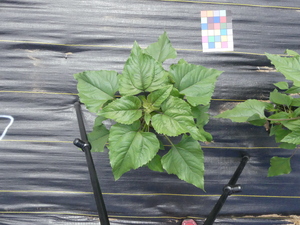 planttop