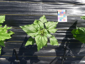 planttop