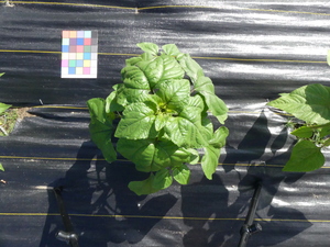 planttop