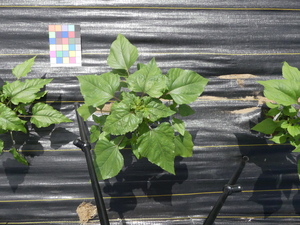 planttop