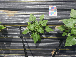 planttop