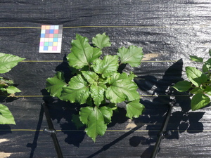 planttop