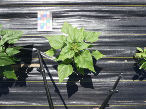 planttop