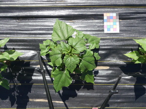 planttop