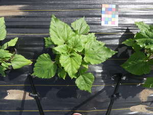 planttop