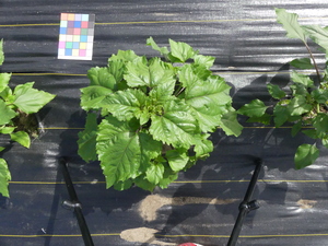 planttop