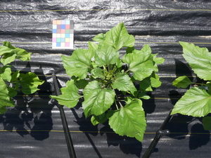 planttop