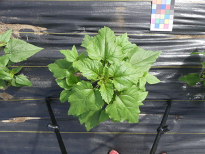 planttop