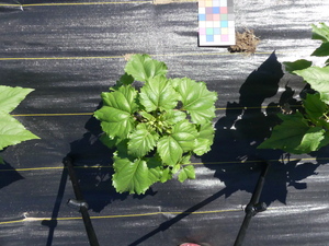 planttop