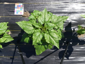planttop