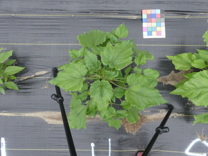 planttop