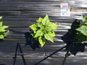 planttop