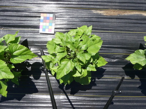 planttop